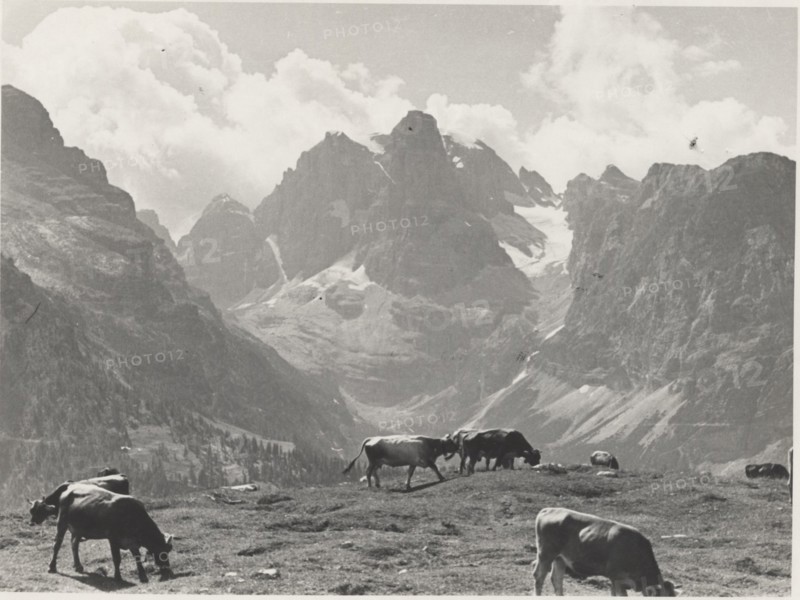 Mountain pasture on Monte Spinale. Madonna di Campiglio, Italy