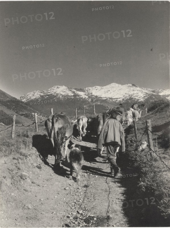 Animals headed to an alpin pasture on Monte Spinale. Santa Caterina Valfurva, Italy