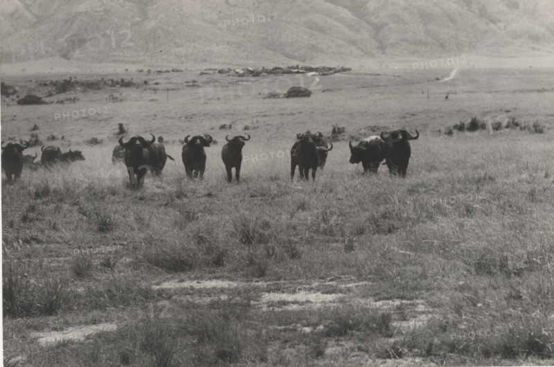 Buffalos. Virunga National Park, Congo