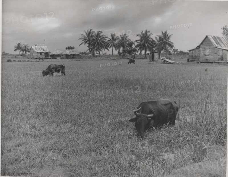 Buffalos