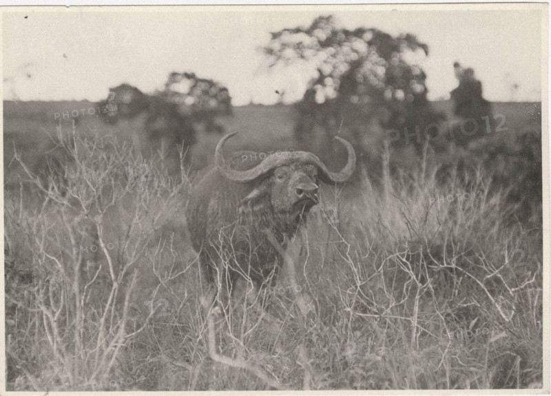 Buffalos. Virunga National Park, Congo