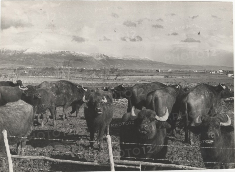 Buffalos behind a fence