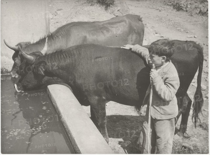 Oxes at the drinking trough