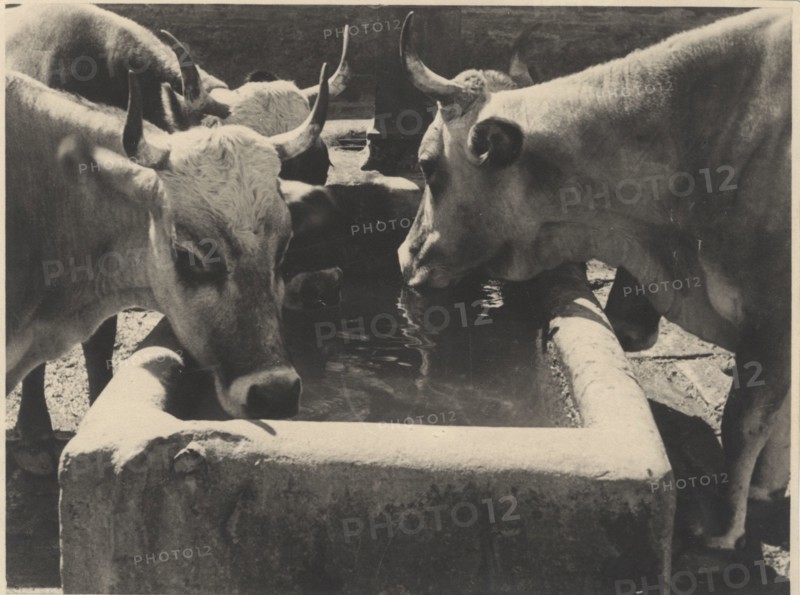 Oxes at the drinking trough