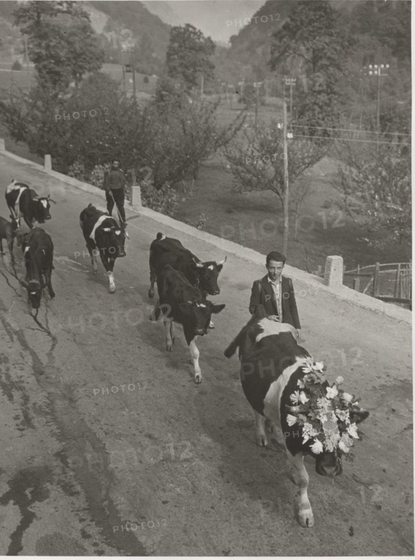 Cows coming back from the alpin pasture. The queen, with a crown, leads the group