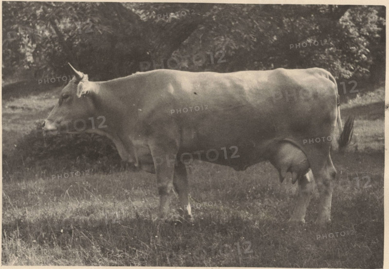 Cow