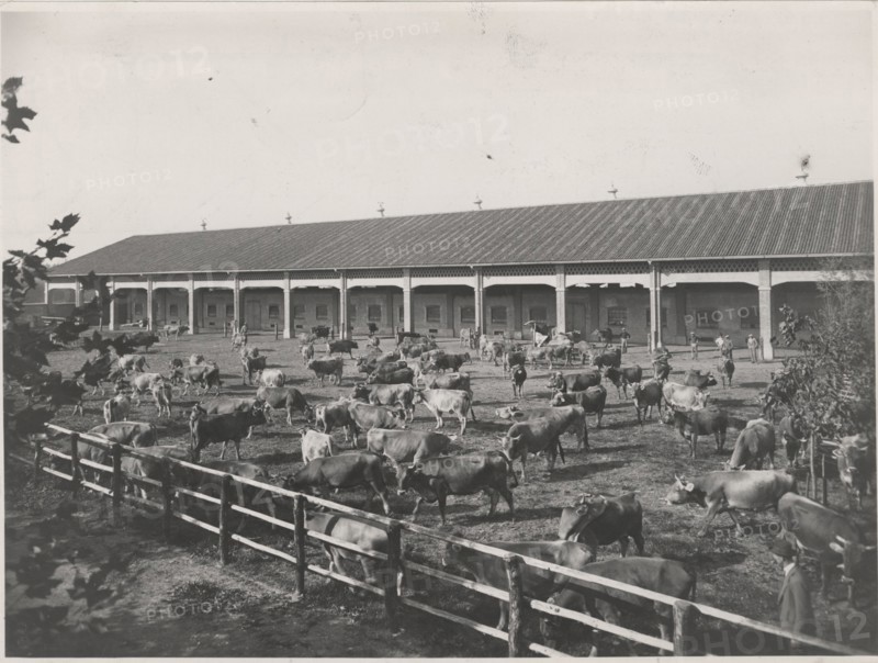 Dairy cattle. Lodi, Italy