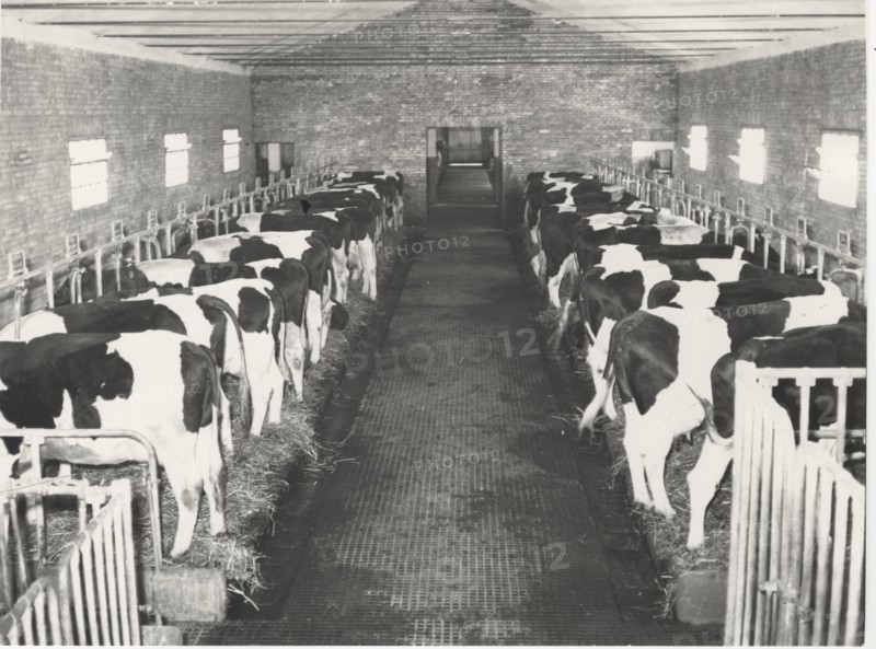 Dairy cattle. Maremma, Italy