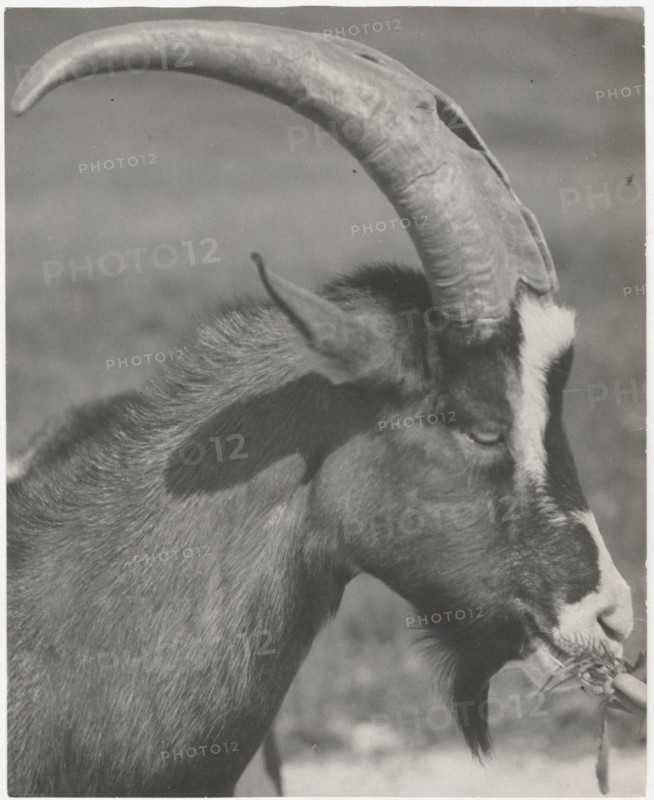 Head of goat