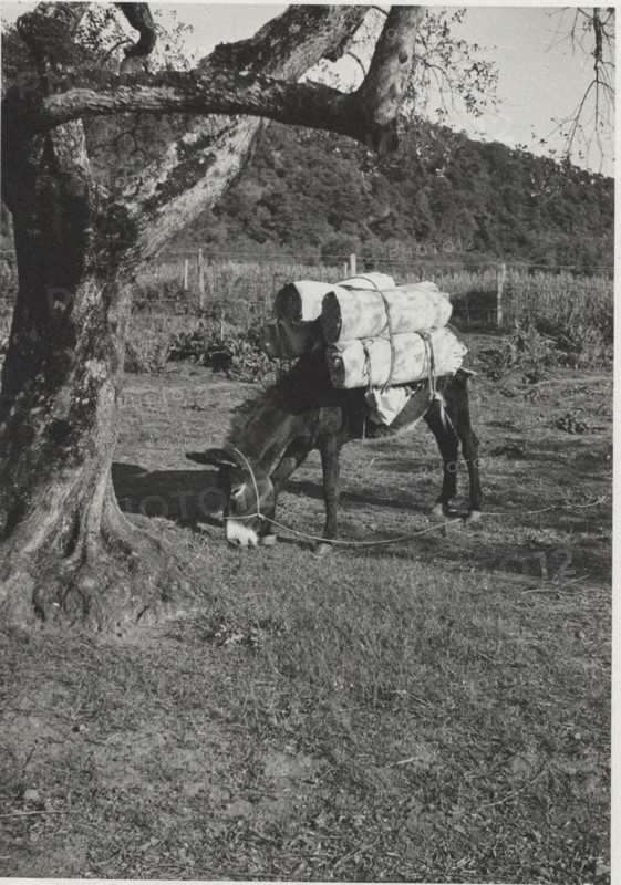 Donkey. Montefiascone, Italy