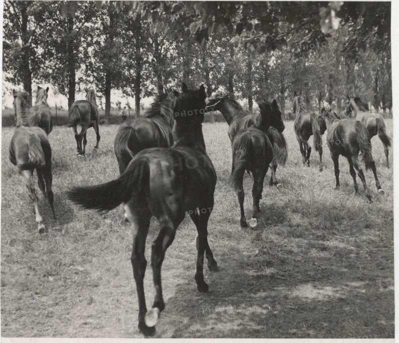 Horse farm in Mantua
