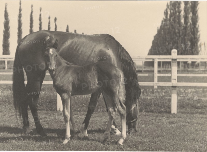 Race horse farm