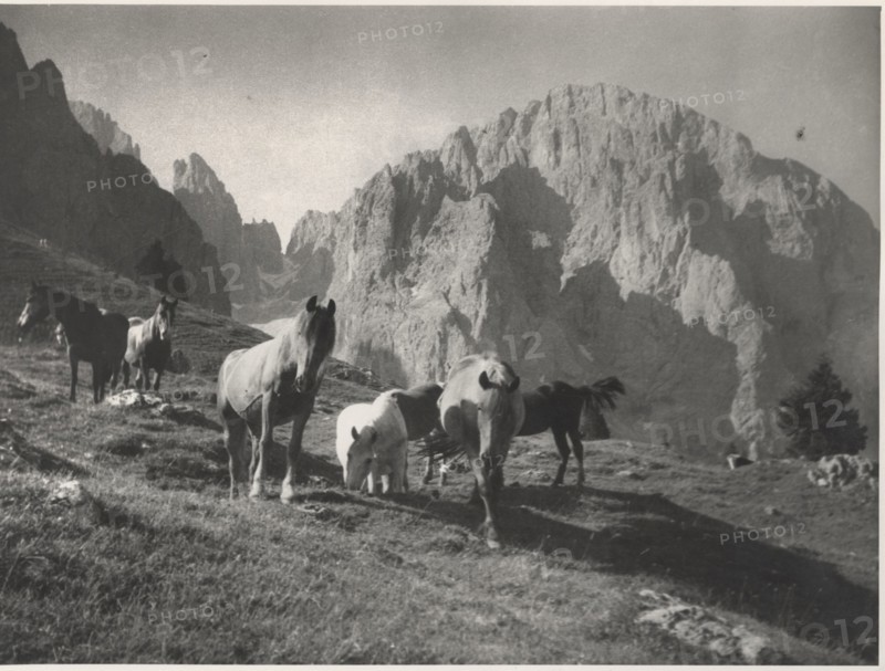 Horses grazing in Alpe di Siusi, Italy