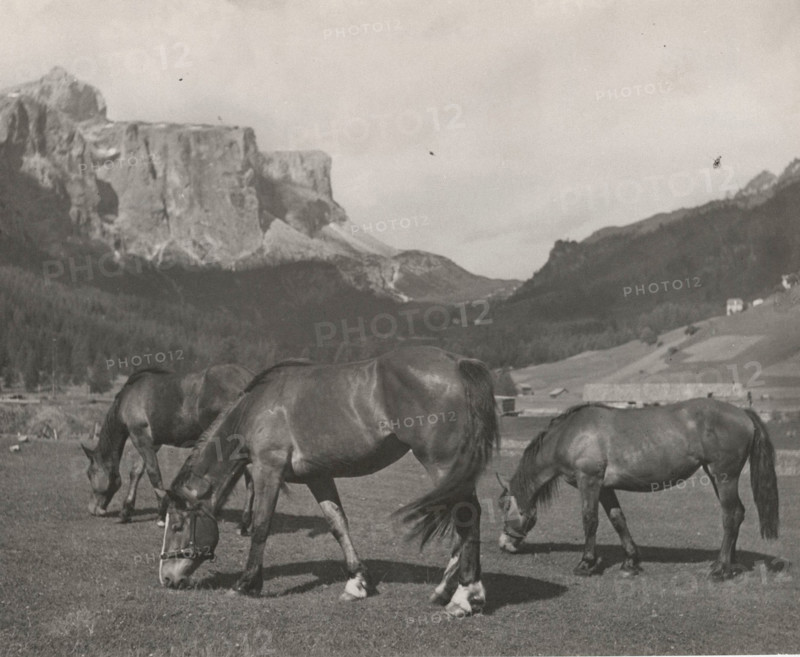 Horses grazing in Alpe di Siusi, Italy