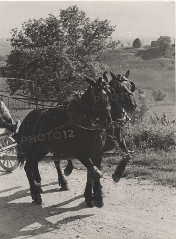 Horses
