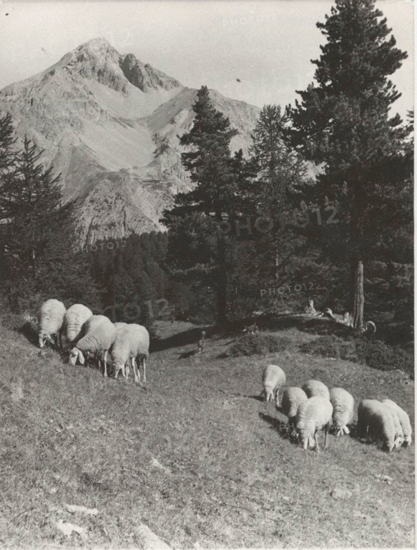 Mountain pasture