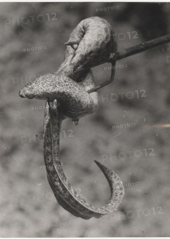 A moray eel hit with an harpoon. Egypt,