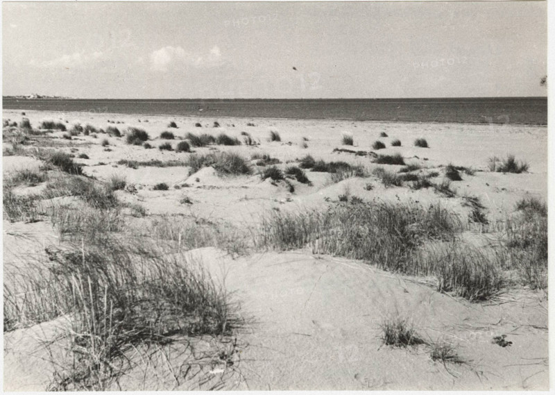 Coastal dunes