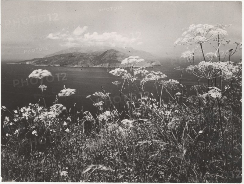 Blossom on Amalfi Coast