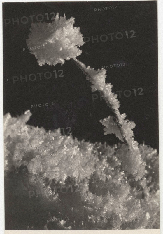 Frost