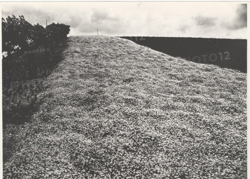 Chamomile field in Appignano, Italy,