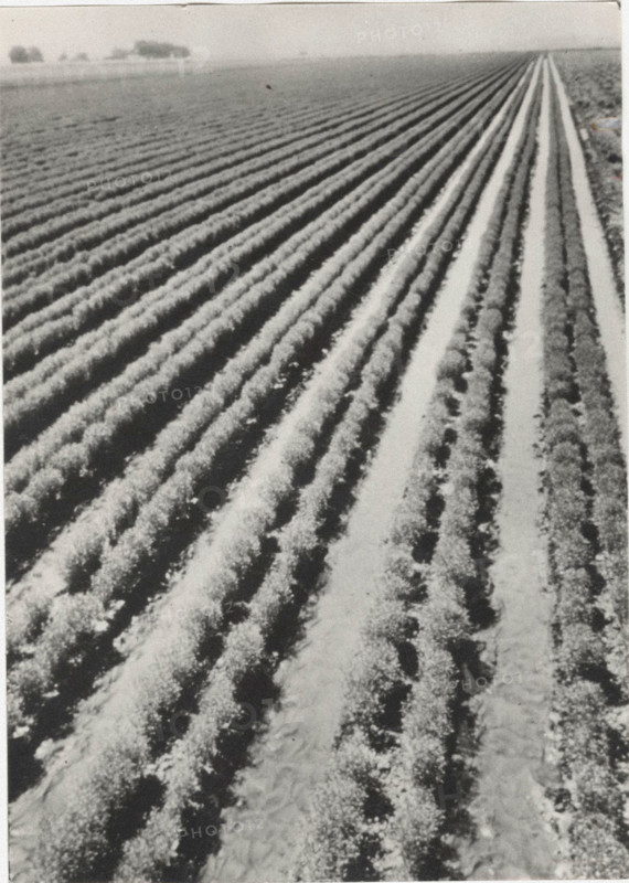 Marjoram field