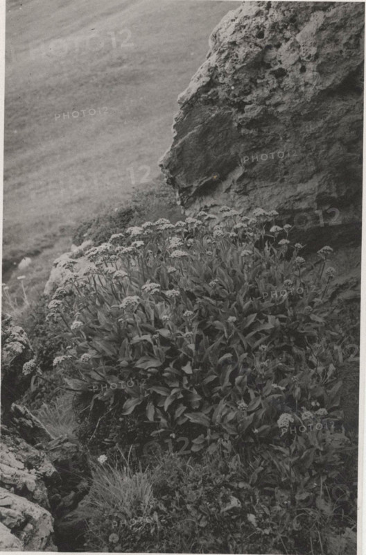 Blooming valerian
