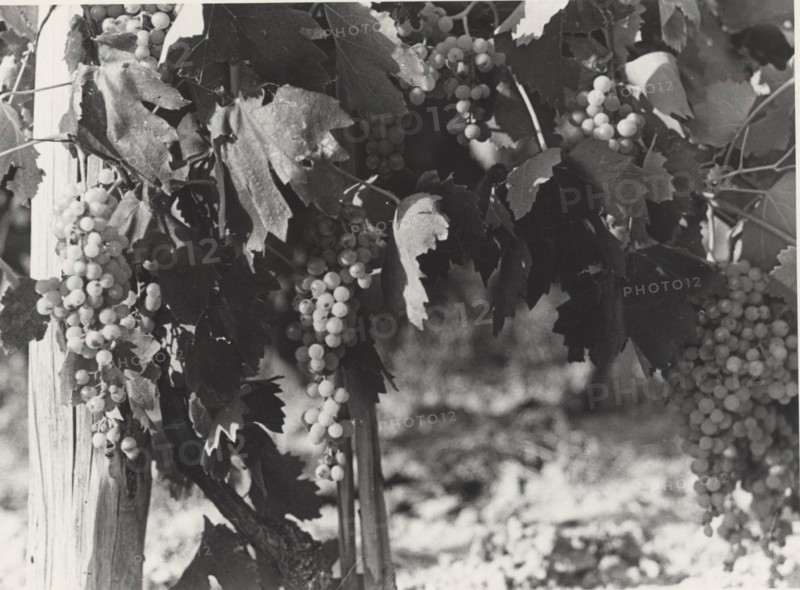 Bunches of Verdicchio grapes in Jesi, Italy,