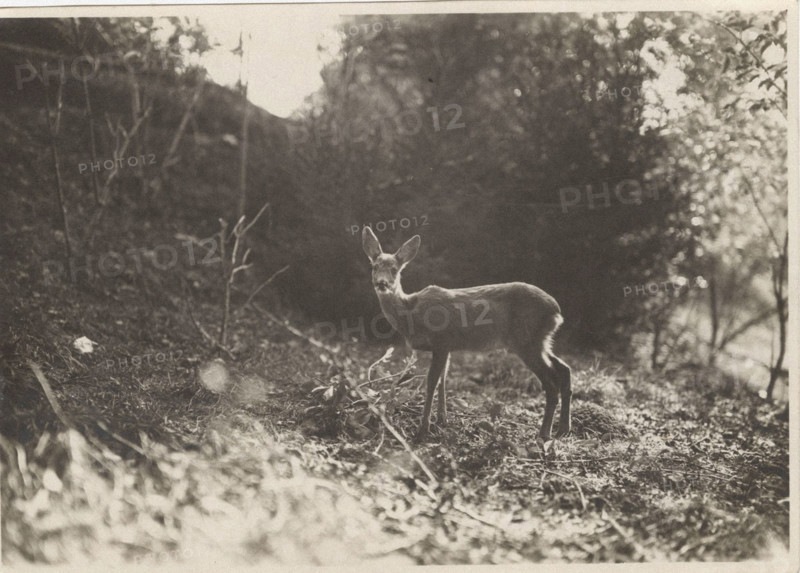 A roe deer