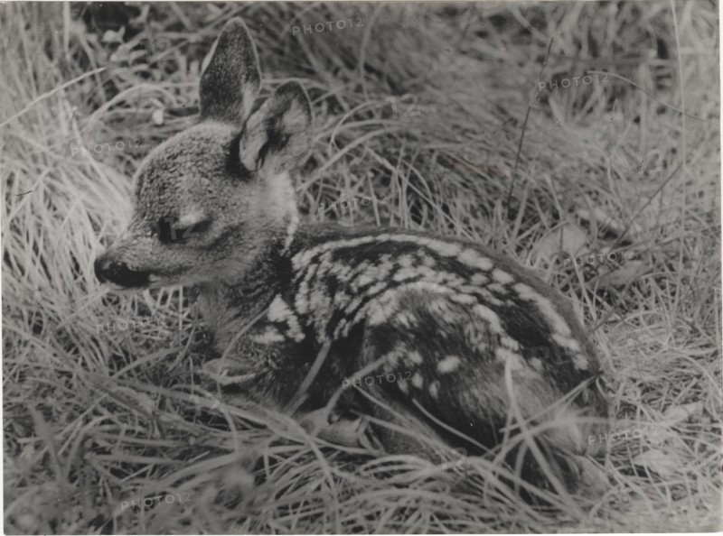 A roe deer