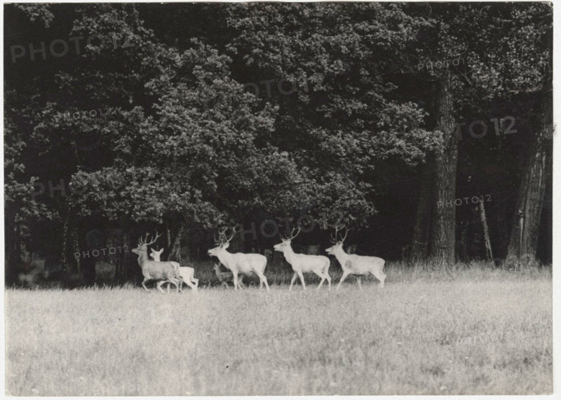 Red deers in a Czech reserve