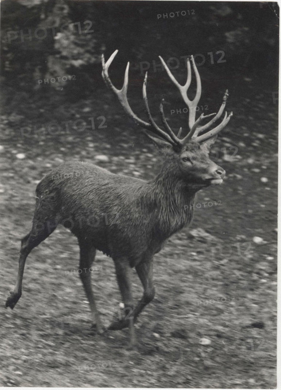 A deer in Salzburg Alpenzoo