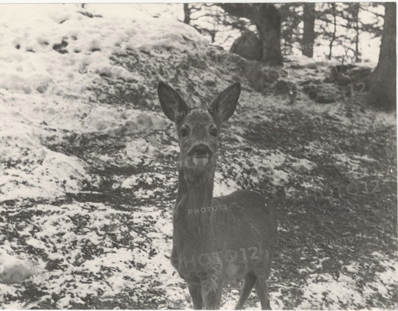Deer