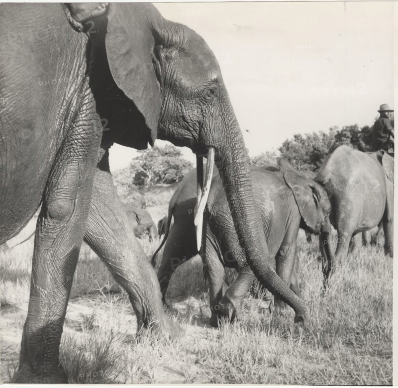 An herd of elephants in the Elephants'School of Gangala na Bodio, Congo,
