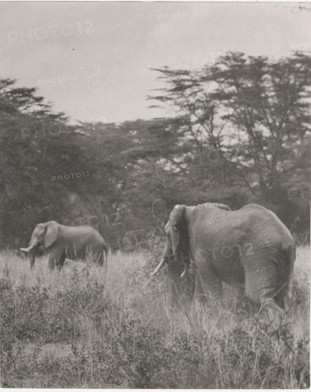 Elephants in Somalia,