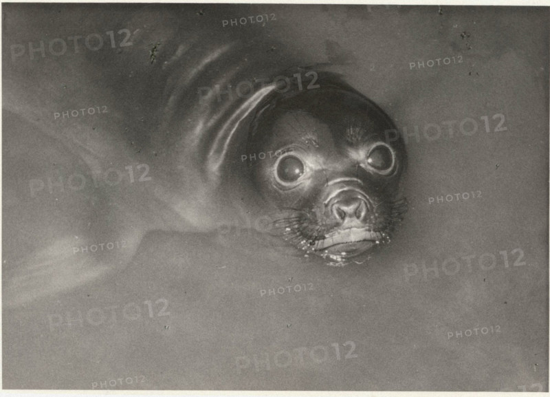 An elephant seal in Antwerp Zoo
