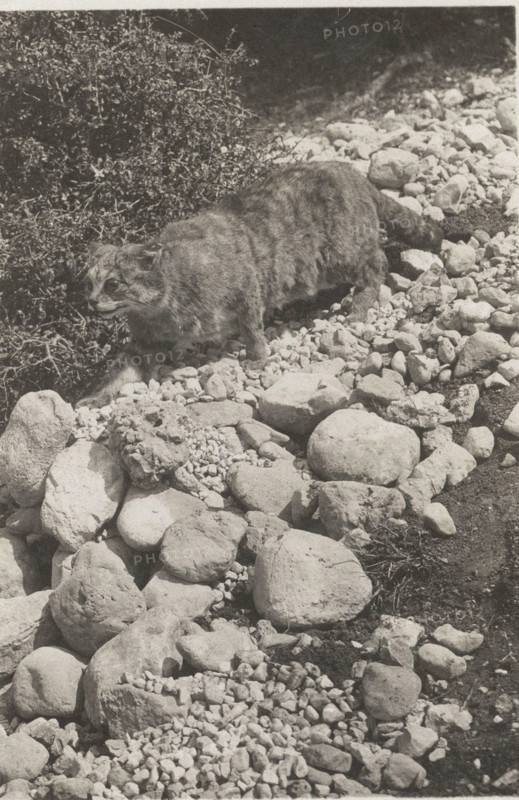A wild cat in Abruzzo National Park, Italy,