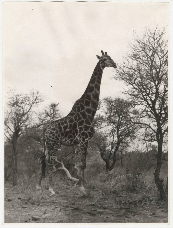 Kruger National Park, South Africa, a giraffe
