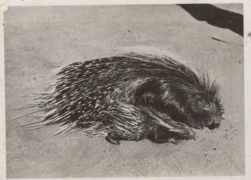 Porcupines