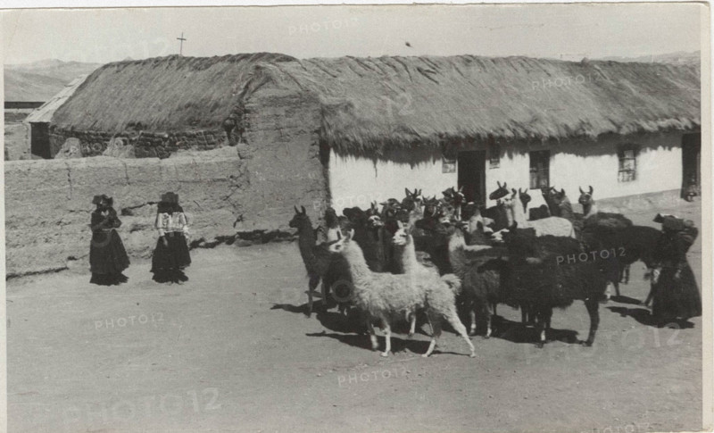A group of llamas