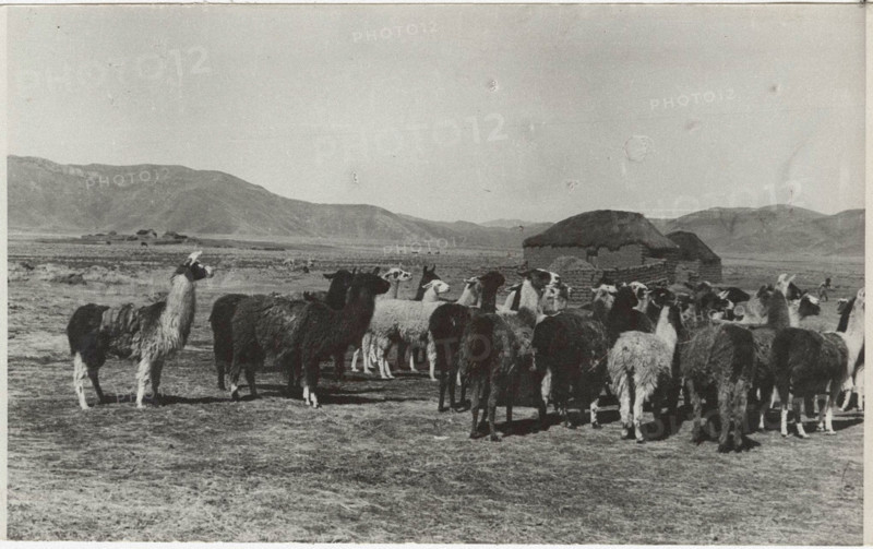 A group of llamas