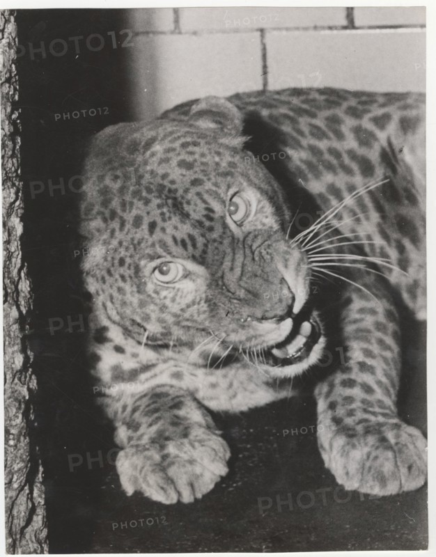 A male albino leopard in Central Zoo, New York, United States,