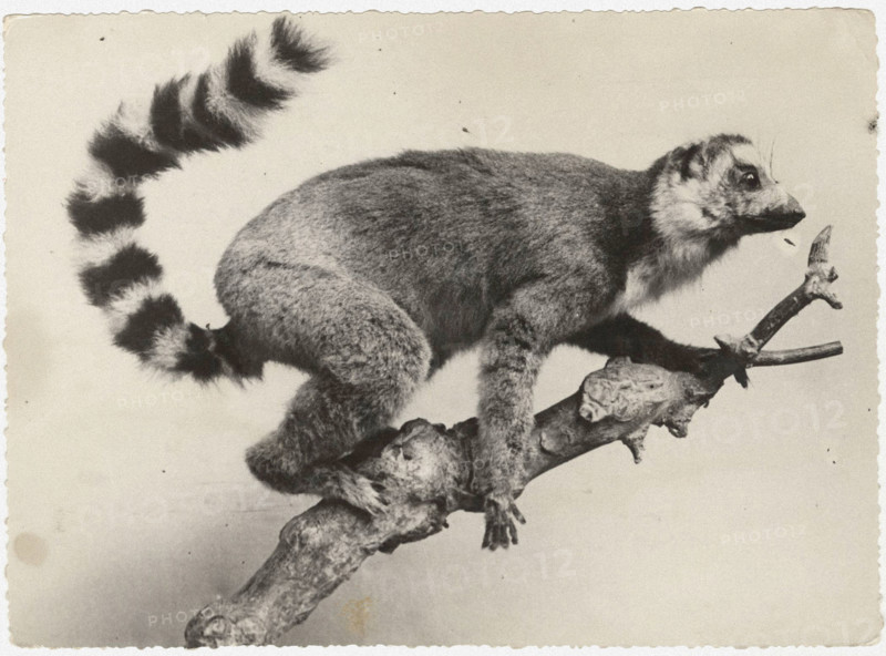 A lemur in Madagascar