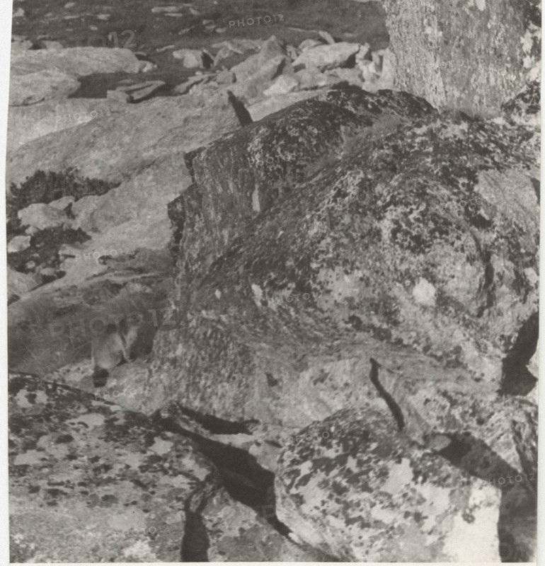 Marmot