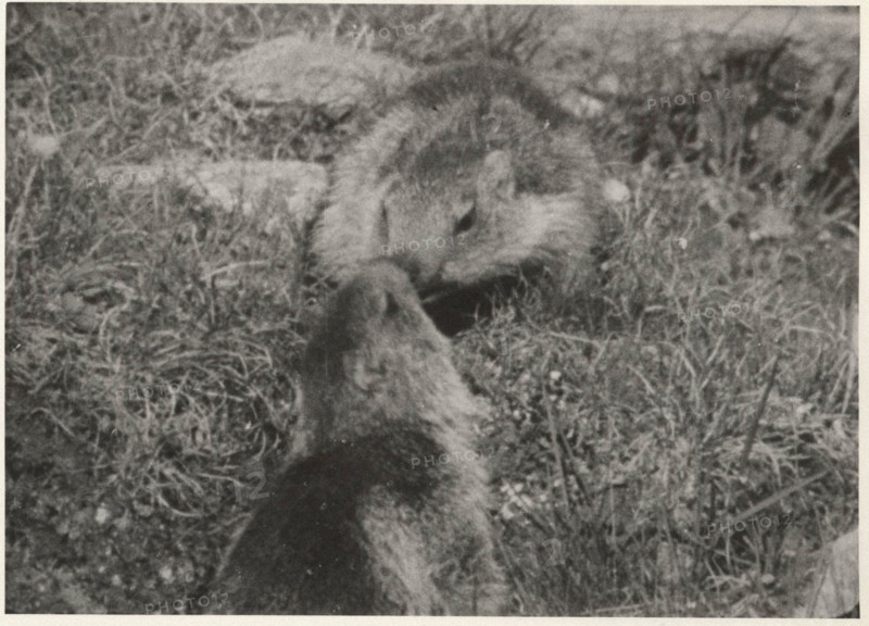 Marmots