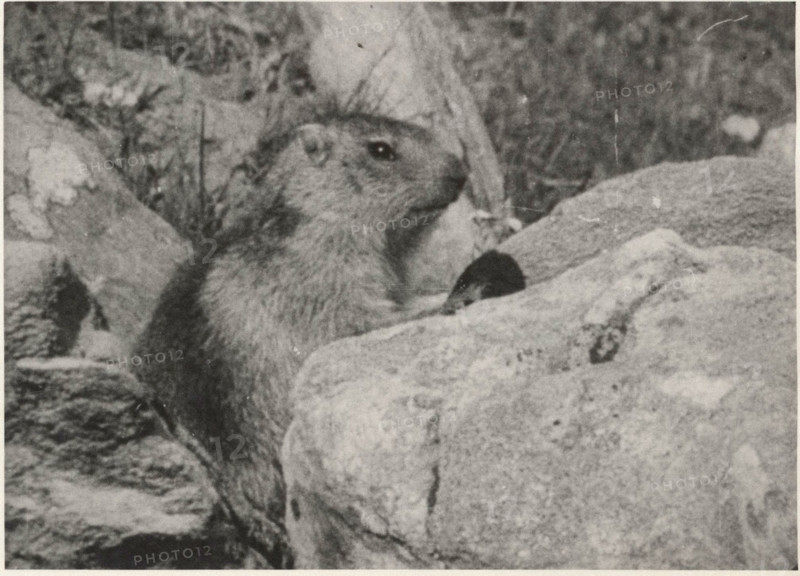 Marmot