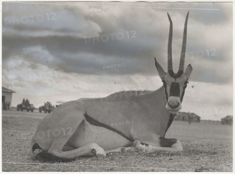 Oryx beisa