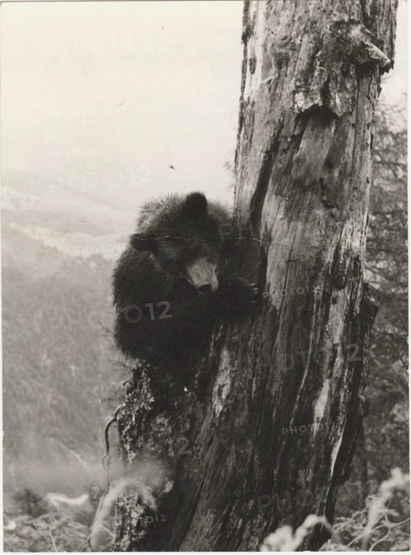 Bear in Val Genova, Italy