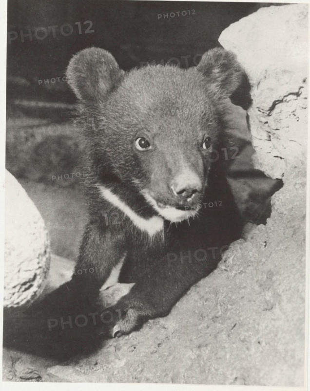 Collared bear