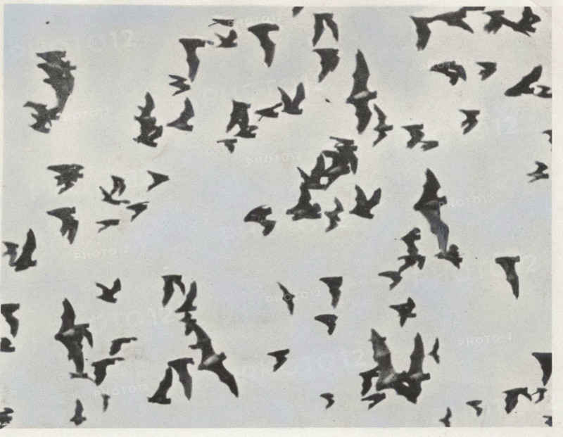 Flying bats